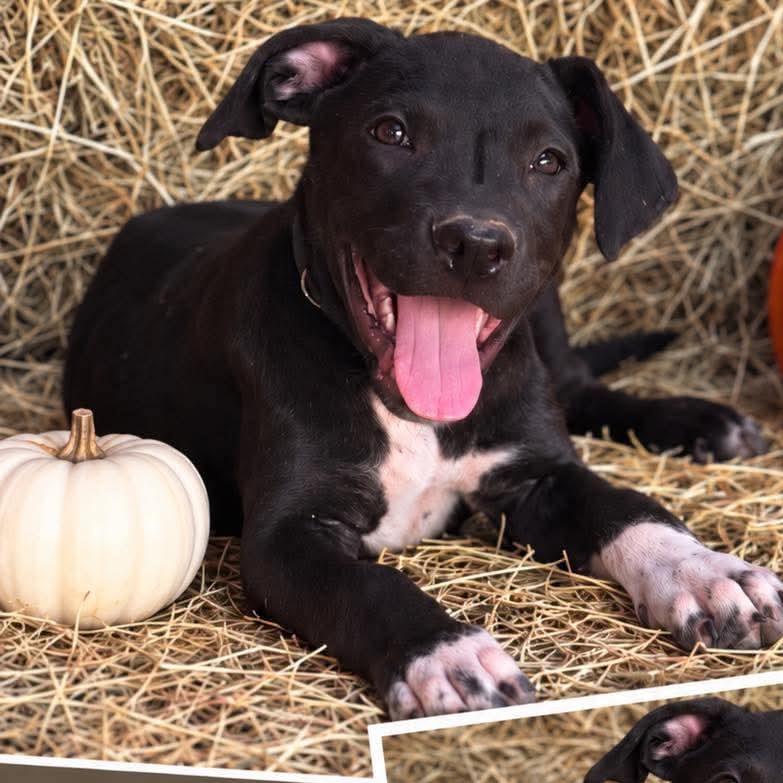 Enlarge Felix, a Adoptable mixed breed in Wadena, MN image 1/1