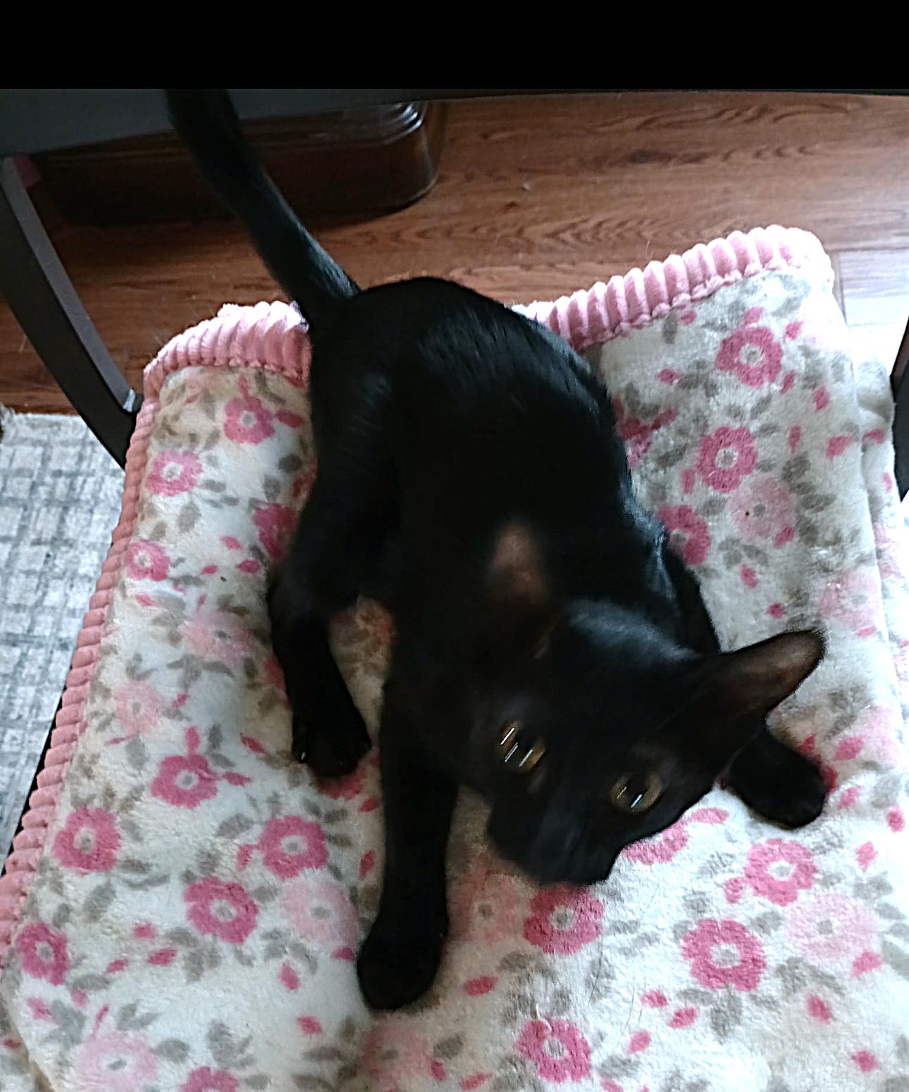 Enlarge Doodlebug C Ingram, a Adoptable Domestic Short Hair in Saunderstown, RI image 1/1