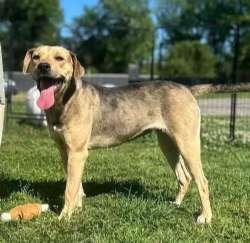 Sissy, ADOPTABLE, Young Female Catahoula Leopard Dog.
