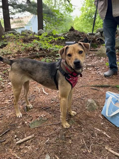Enlarge Sissy, an adoptable mixed breed in Sudbury, MA image 5/6