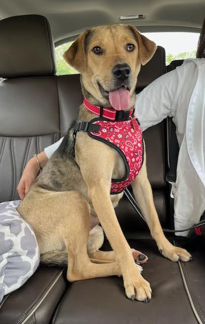 Enlarge Sissy, an adoptable mixed breed in Sudbury, MA image 6/6