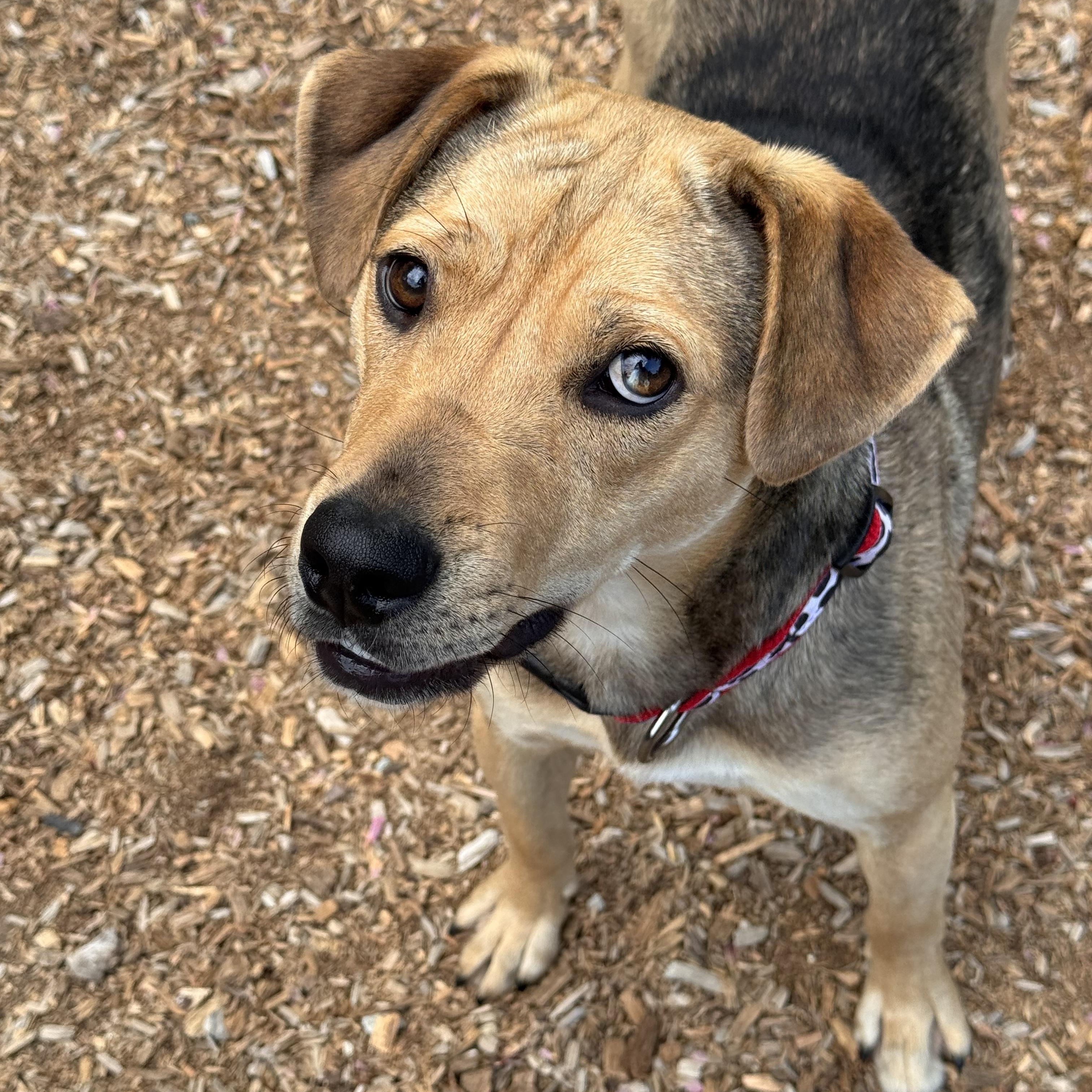 Enlarge Sissy, an adoptable mixed breed in Sudbury, MA image 3/6