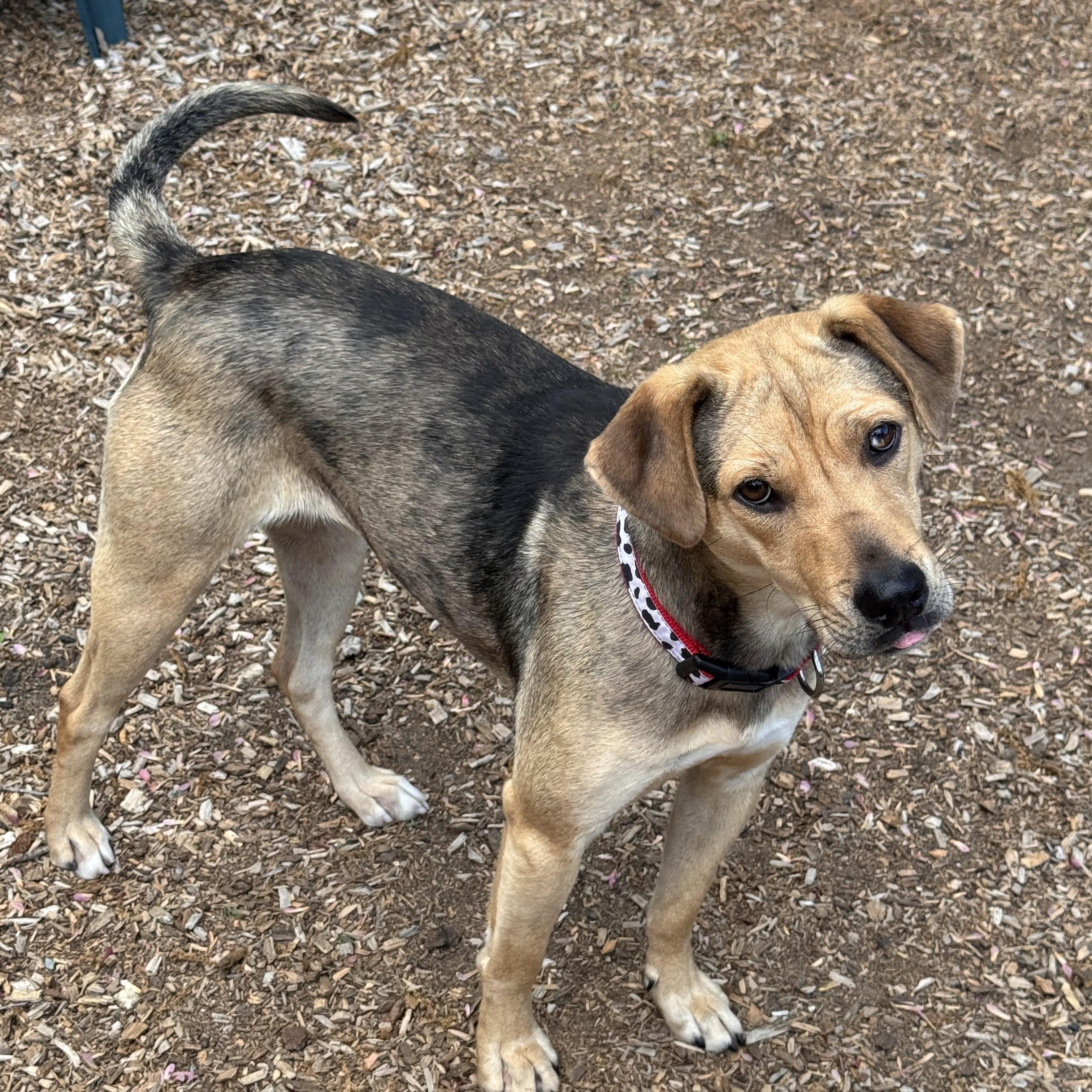 Enlarge Sissy, an adoptable mixed breed in Sudbury, MA image 2/6