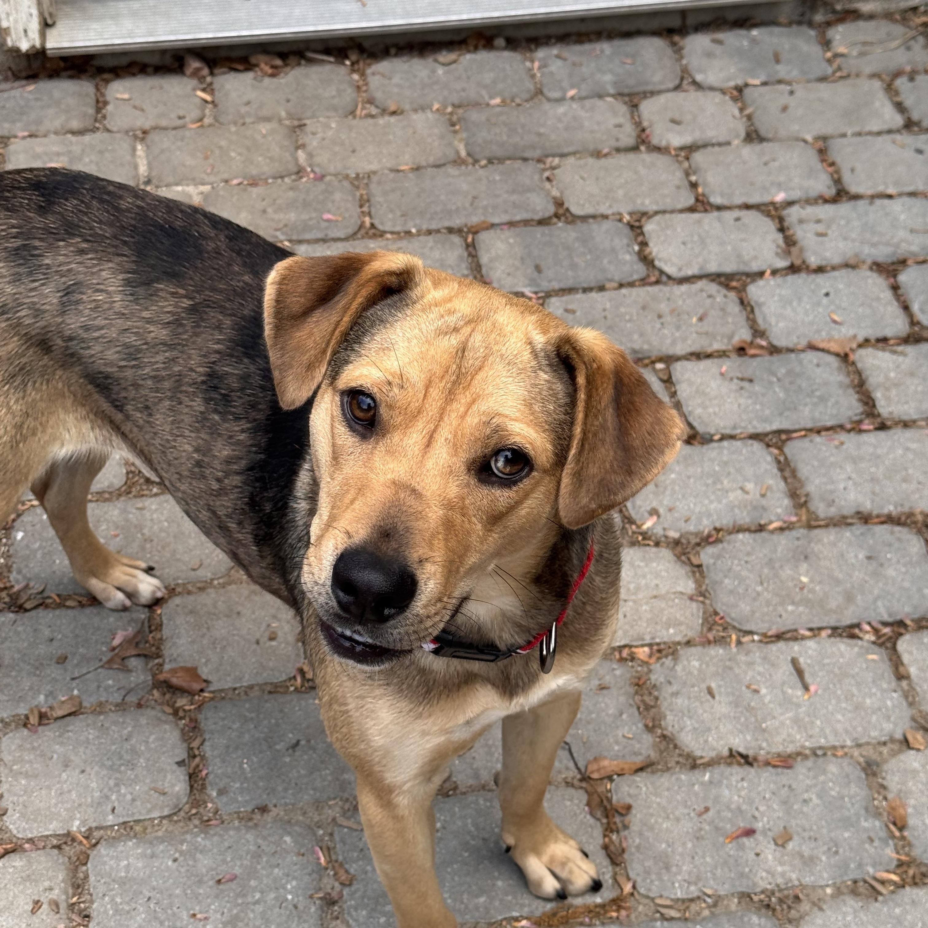 Sissy, adoptable, Young Female Catahoula Leopard Dog.