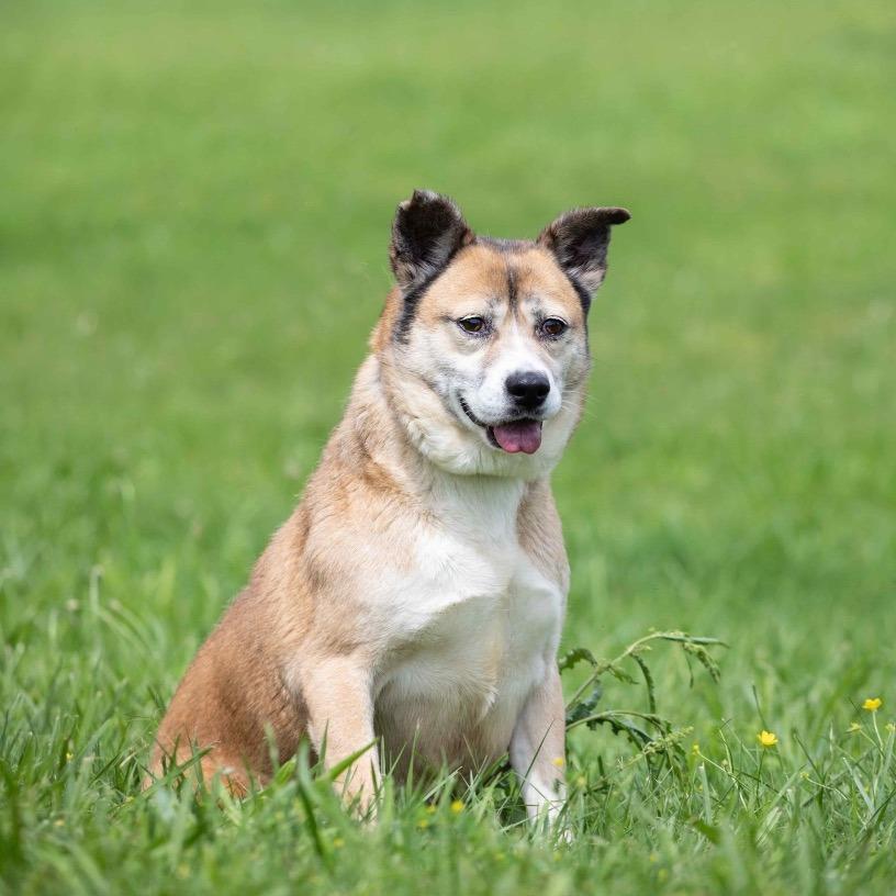 Enlarge Cocoa, a Adoptable Mixed Breed in Henderson, KY image 1/3
