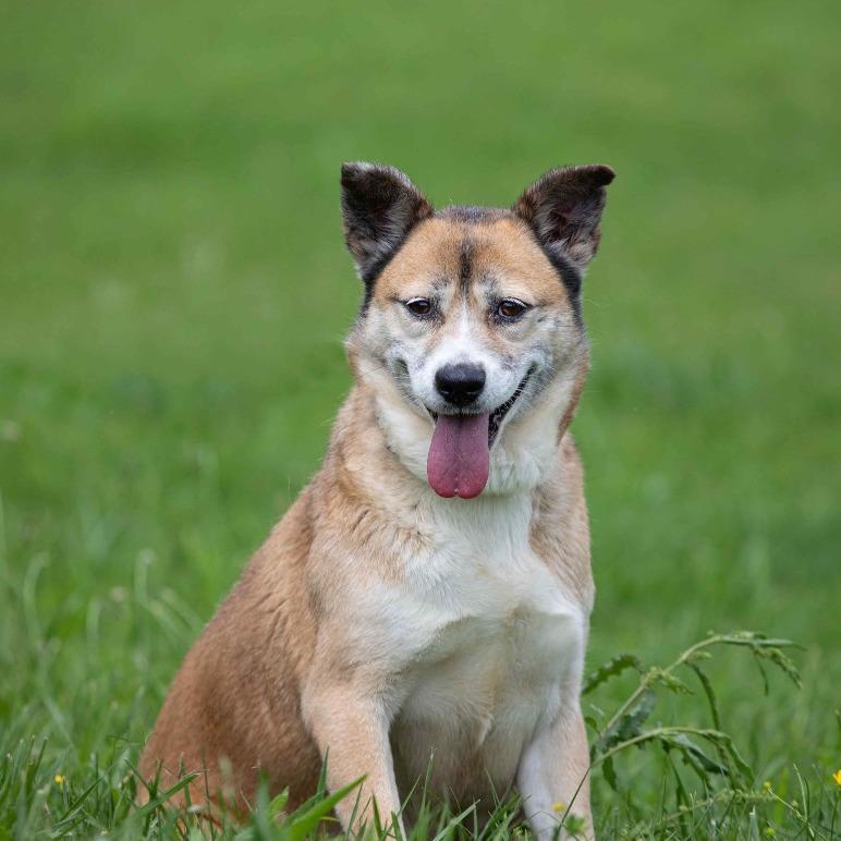 Enlarge Cocoa, a Adoptable Mixed Breed in Henderson, KY image 2/3