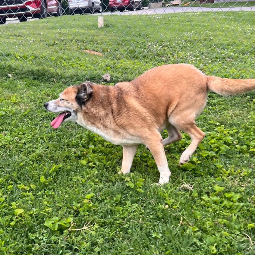 Enlarge Cocoa, a Adoptable Mixed Breed in Henderson, KY image 3/3