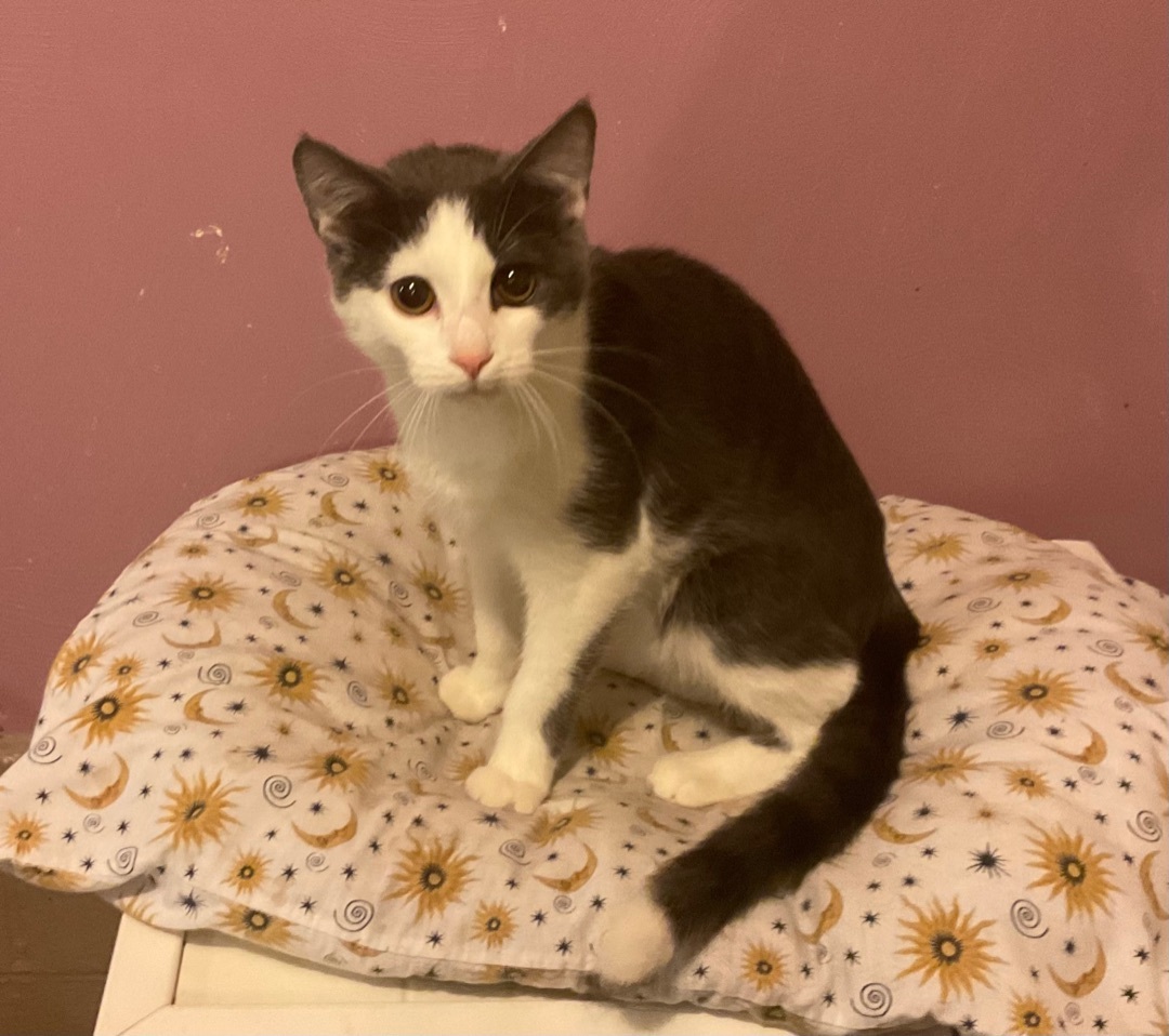 Romeo, Adult Male Domestic Short Hair