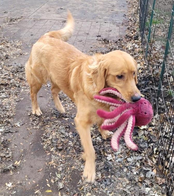 Trooper, Adoptable, Young Male Golden Retriever.