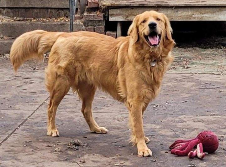 Trooper, a Adoptable Golden Retriever in Waterville, OH image 2/2