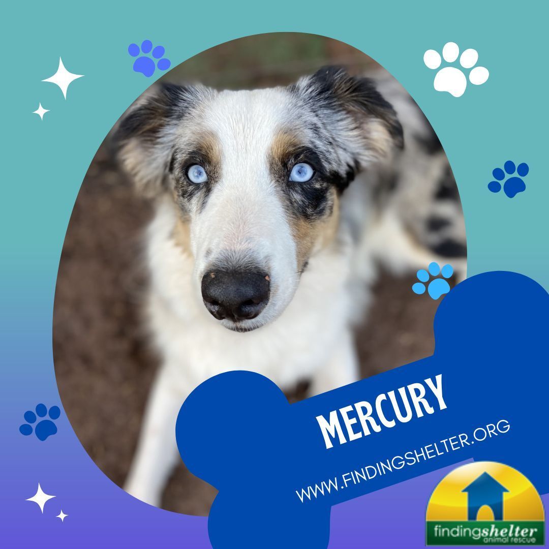 Mercury, an adoptable Australian Shepherd in Norristown, PA, 19401 | Photo Image 1