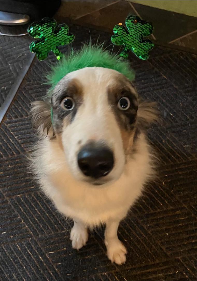 Mercury, an adoptable Australian Shepherd in Norristown, PA, 19401 | Photo Image 3