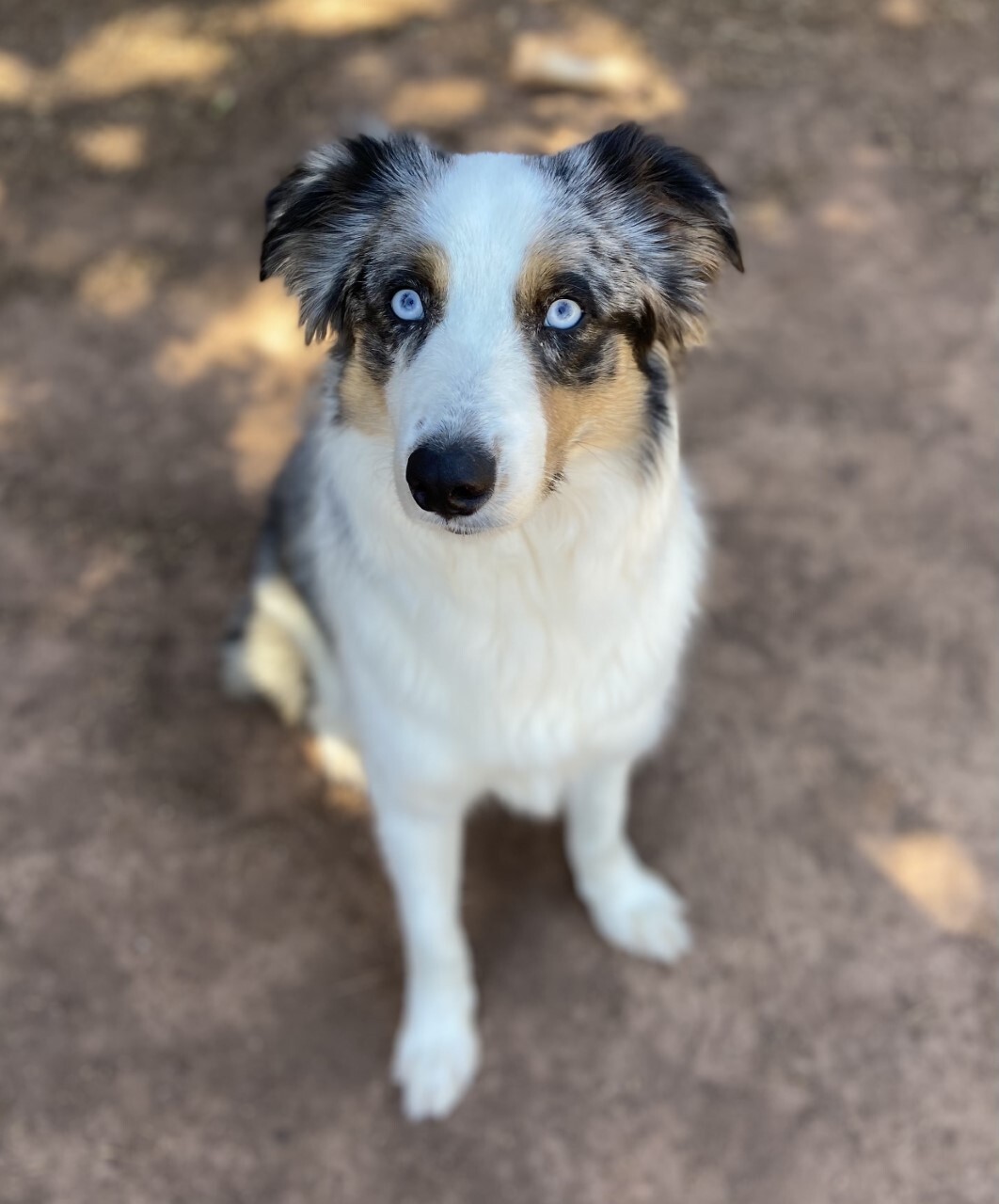Mercury, an adoptable Australian Shepherd in Norristown, PA, 19401 | Photo Image 2