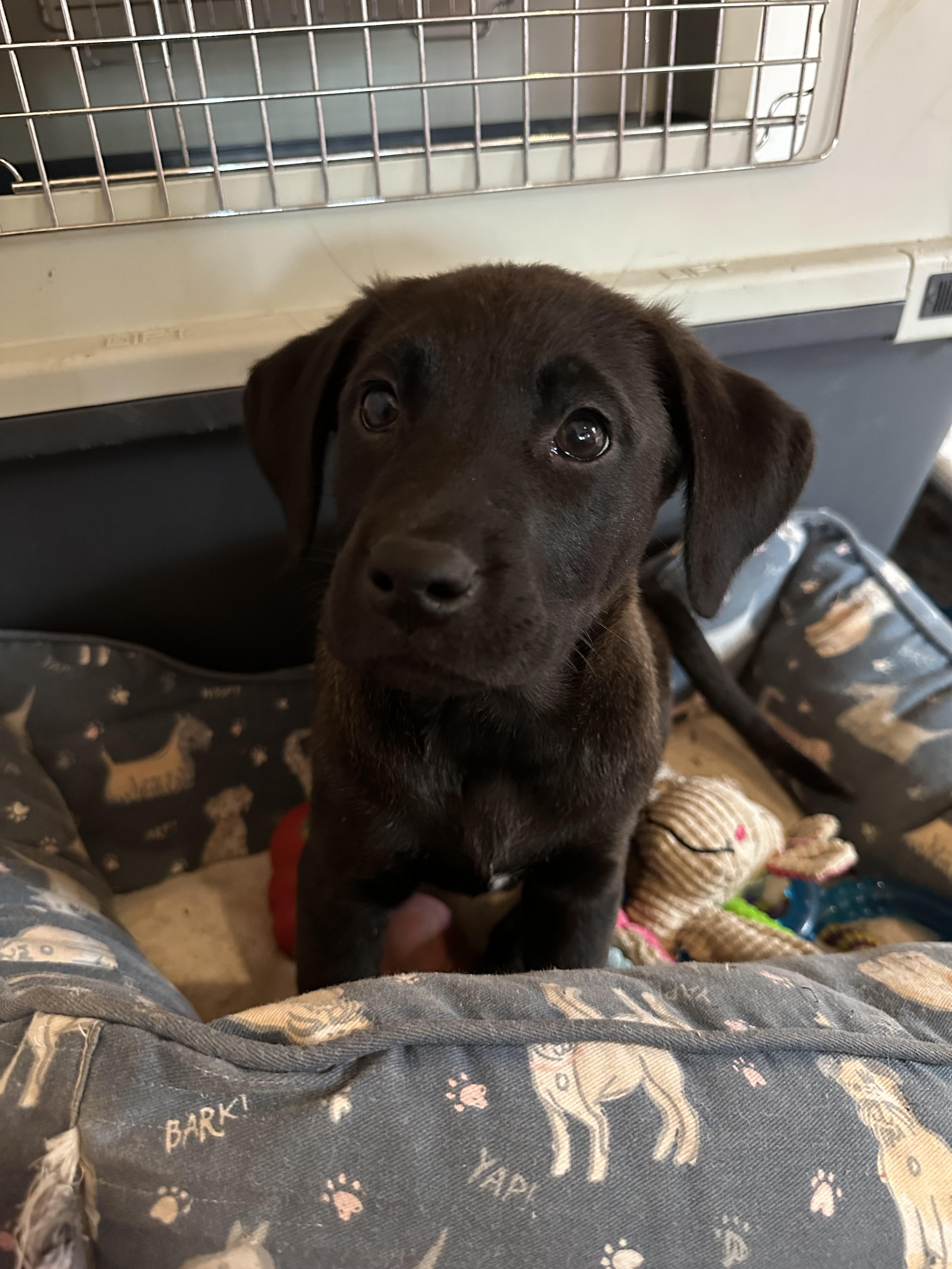 Enlarge Ana, a Adoptable mixed breed in Iron River, MI image 3/3