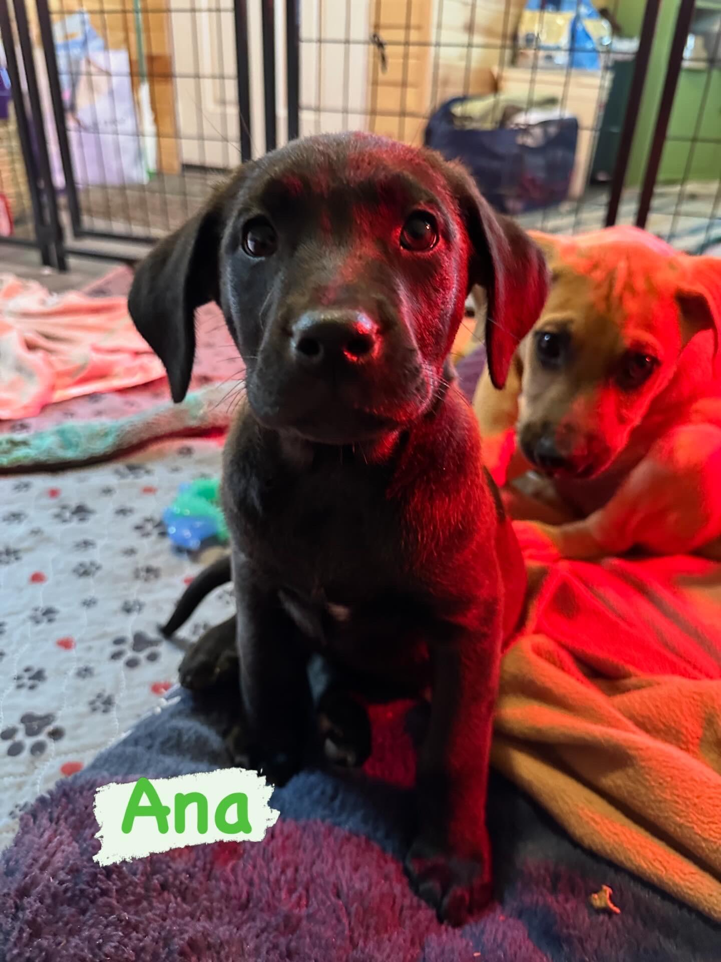 Enlarge Ana, a Adoptable mixed breed in Iron River, MI image 1/3