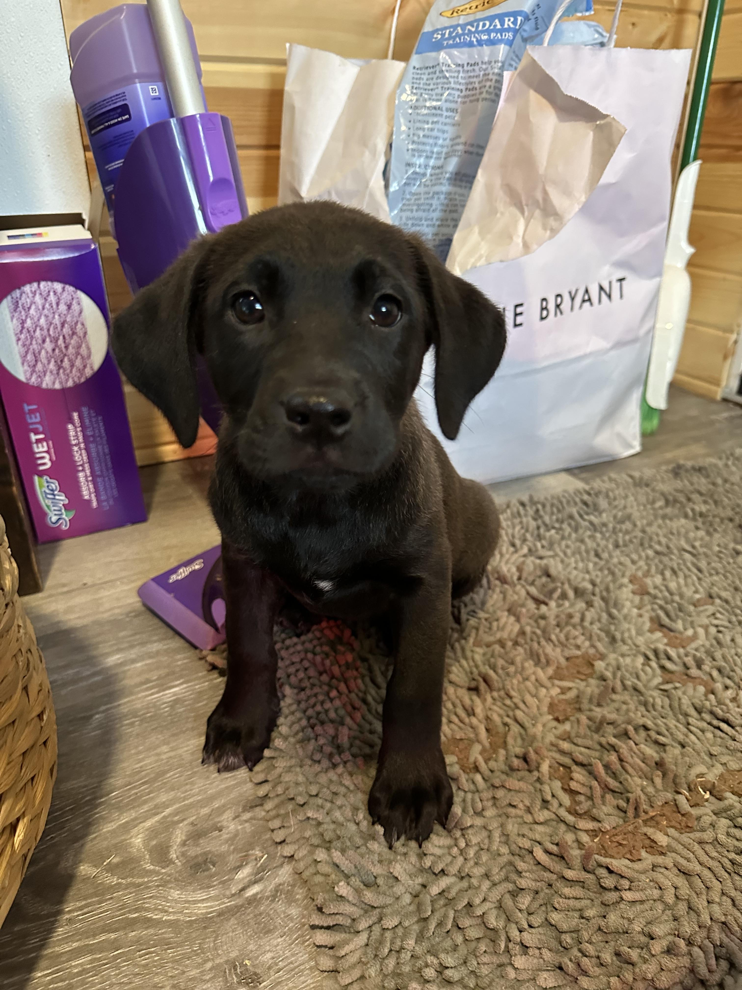 Enlarge Ana, a Adoptable mixed breed in Iron River, MI image 2/3