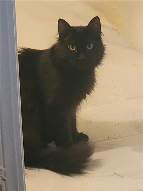 CORAL, Adoptable, Young Female Domestic Long Hair.