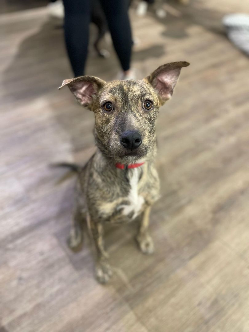 Kelsey, Adoptable, Puppy Female Terrier.