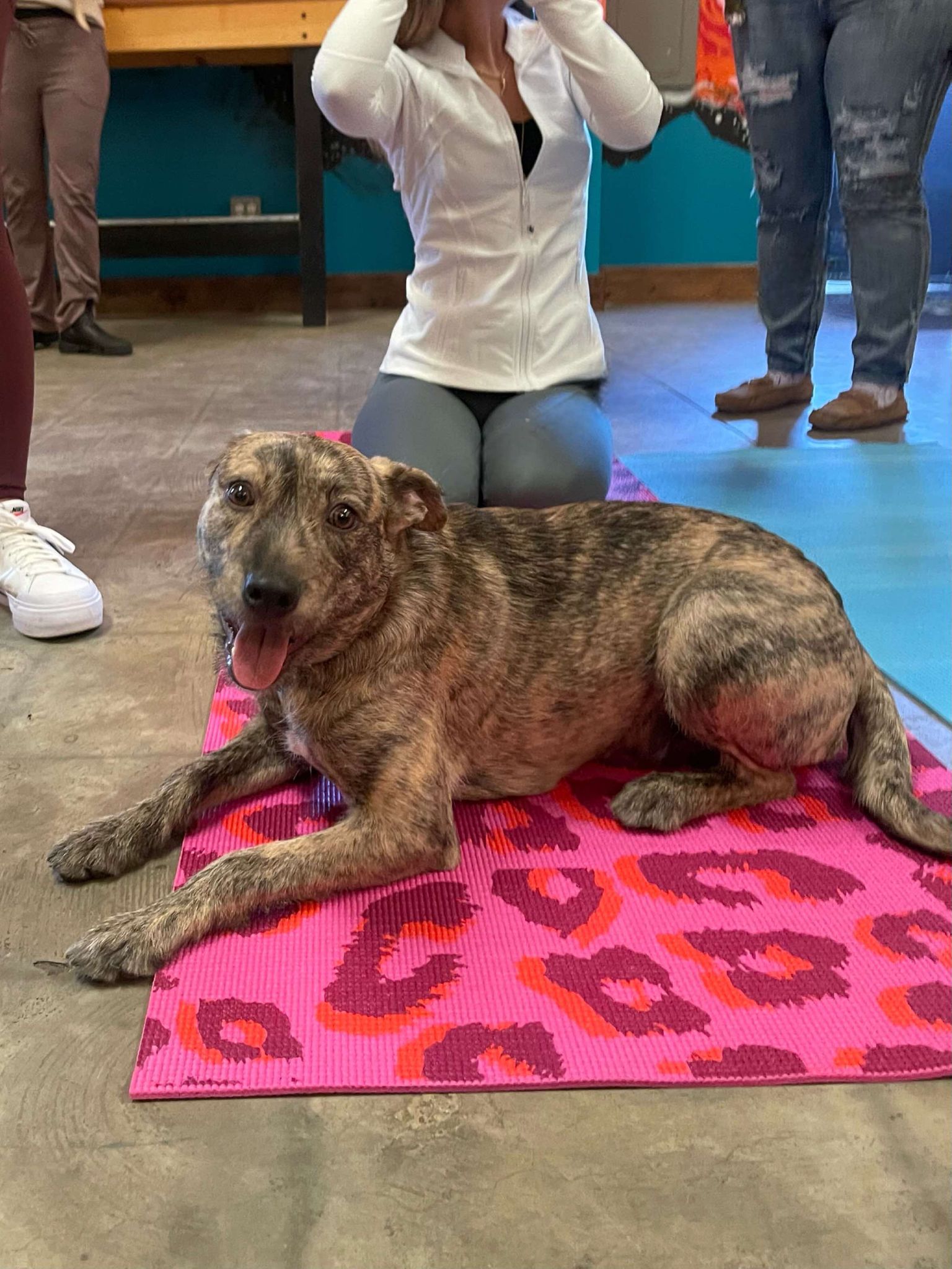 Kelsey, a Adoptable mixed breed in Levittown, NY image 2/4