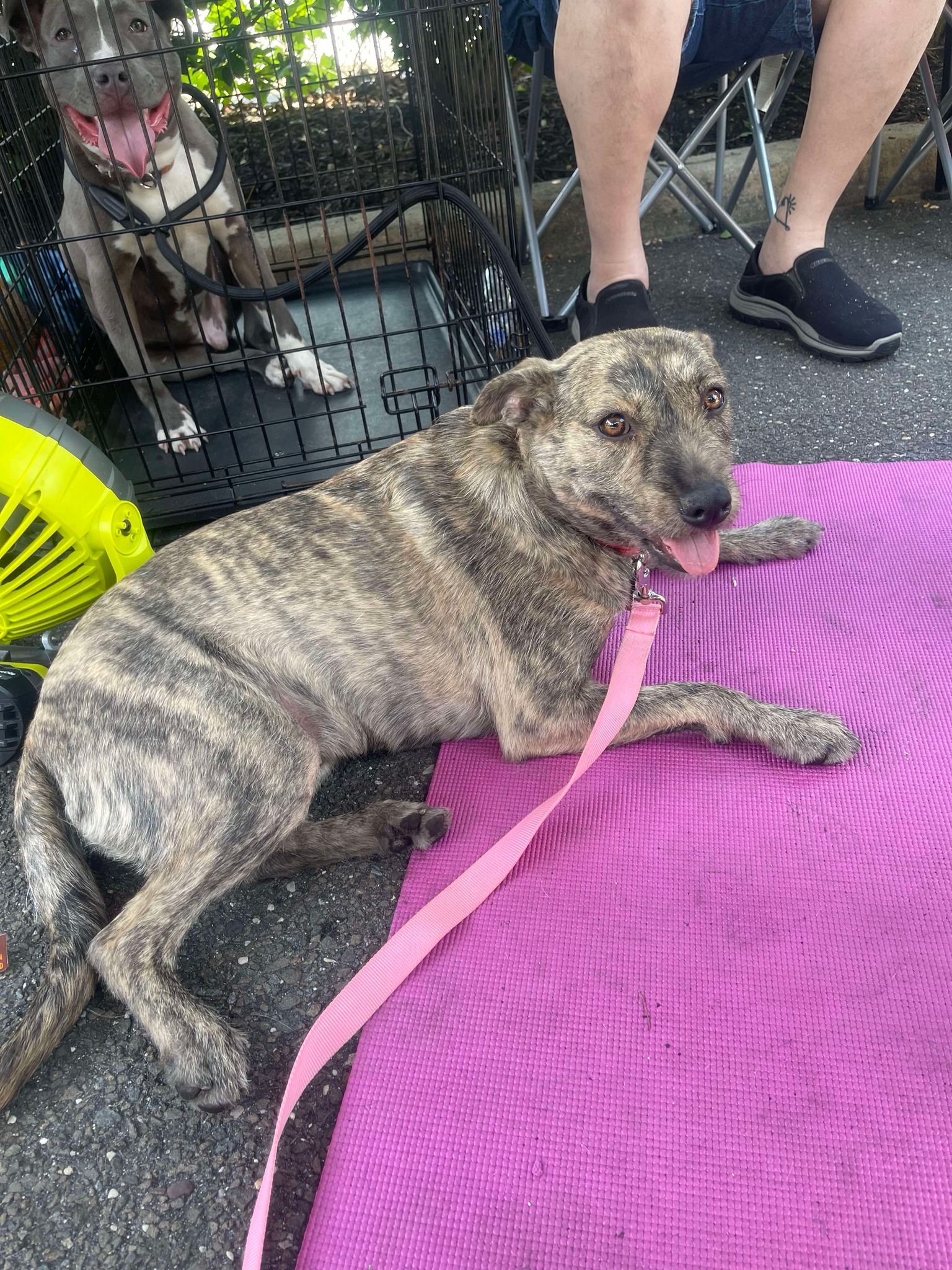 Kelsey, a Adoptable mixed breed in Levittown, NY image 3/4