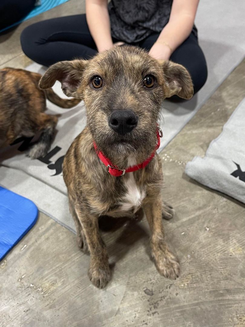 Kelsey, a Adoptable mixed breed in Levittown, NY image 4/4