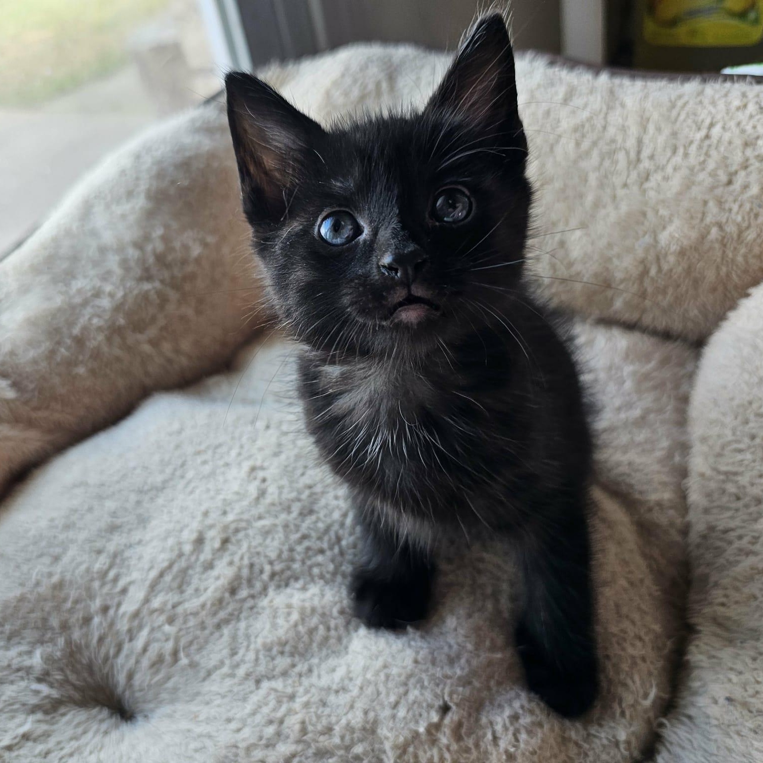 Clyde - The Purrfect Easygoing Kitten