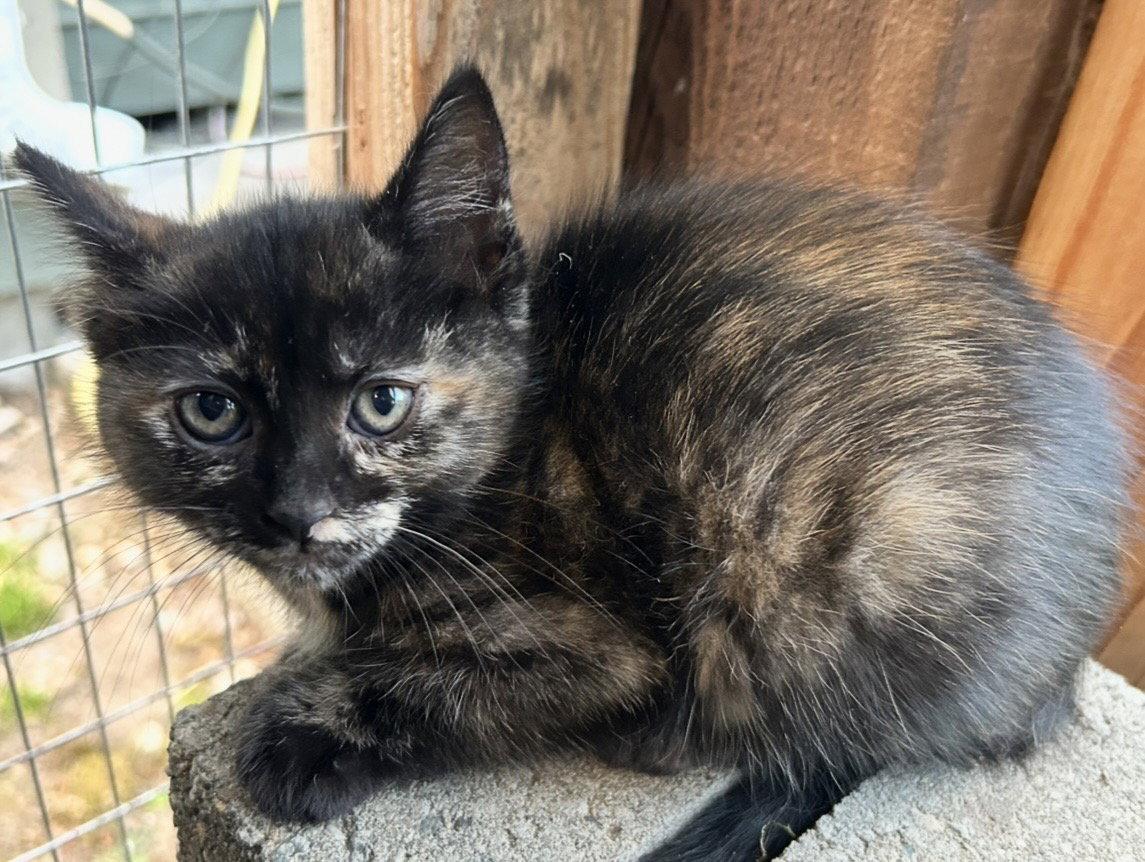 Enlarge ChiCha, a Adoptable Domestic Short Hair in Tacoma, WA image 1/2