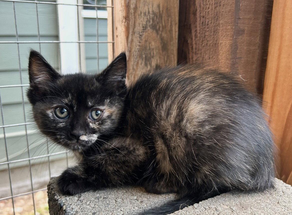 Enlarge ChiCha, a Adoptable Domestic Short Hair in Tacoma, WA image 2/2