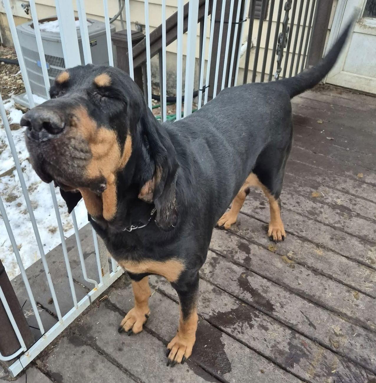 Enlarge Mazy May, a Adoptable Bloodhound in Hillside, IL image 1/3