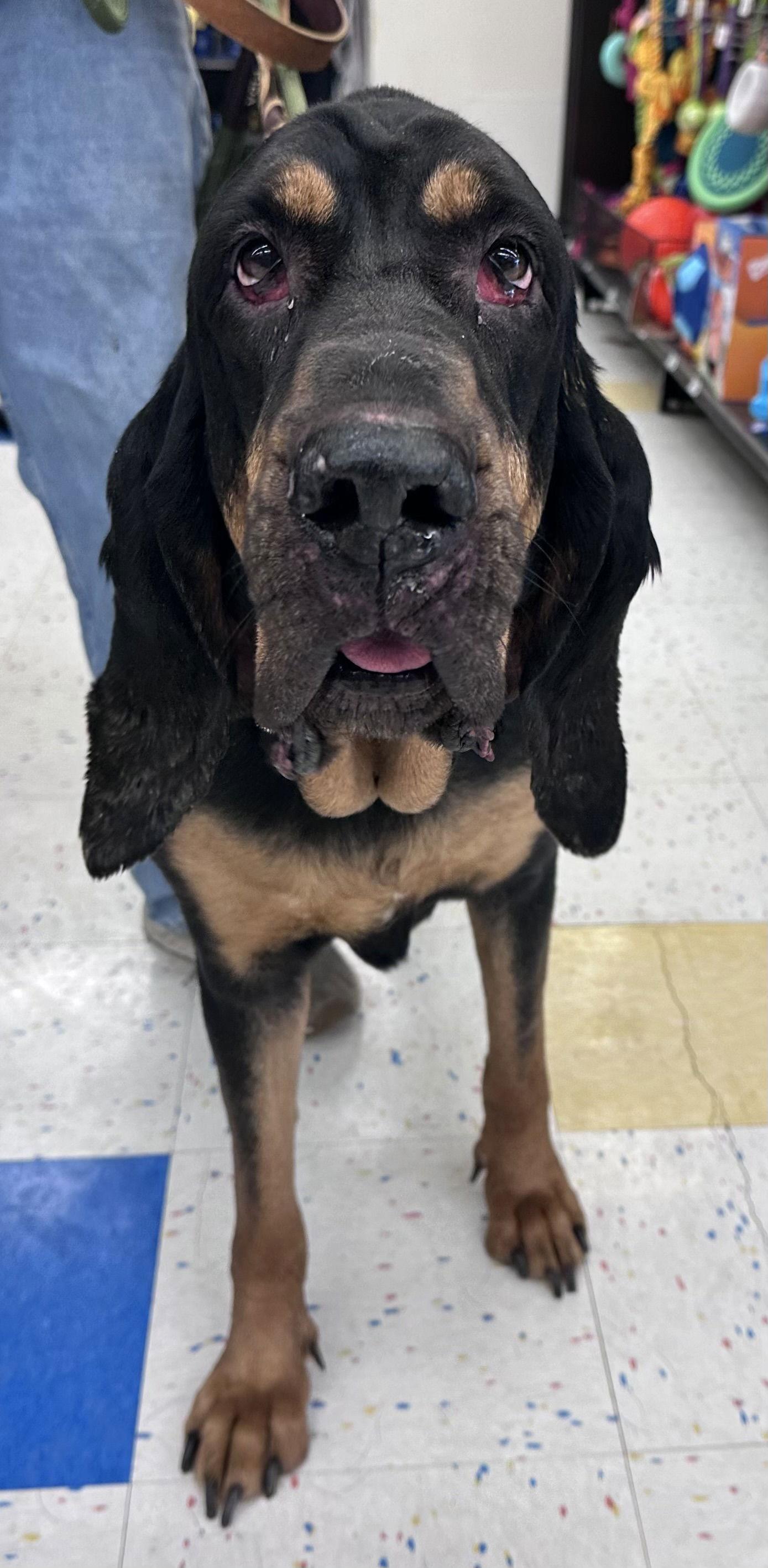 Enlarge Mazy May, a Adoptable Bloodhound in Hillside, IL image 1/3