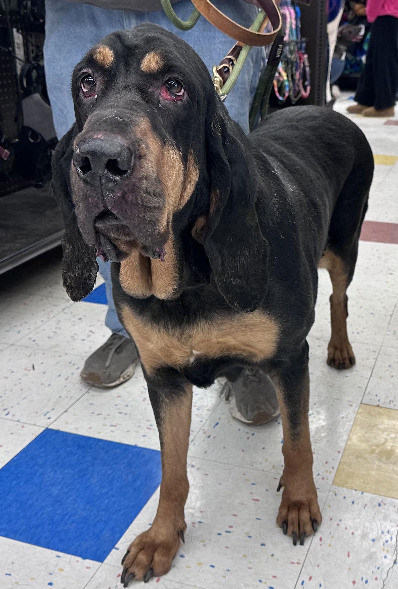 Enlarge Mazy May, a Adoptable Bloodhound in Hillside, IL image 2/3