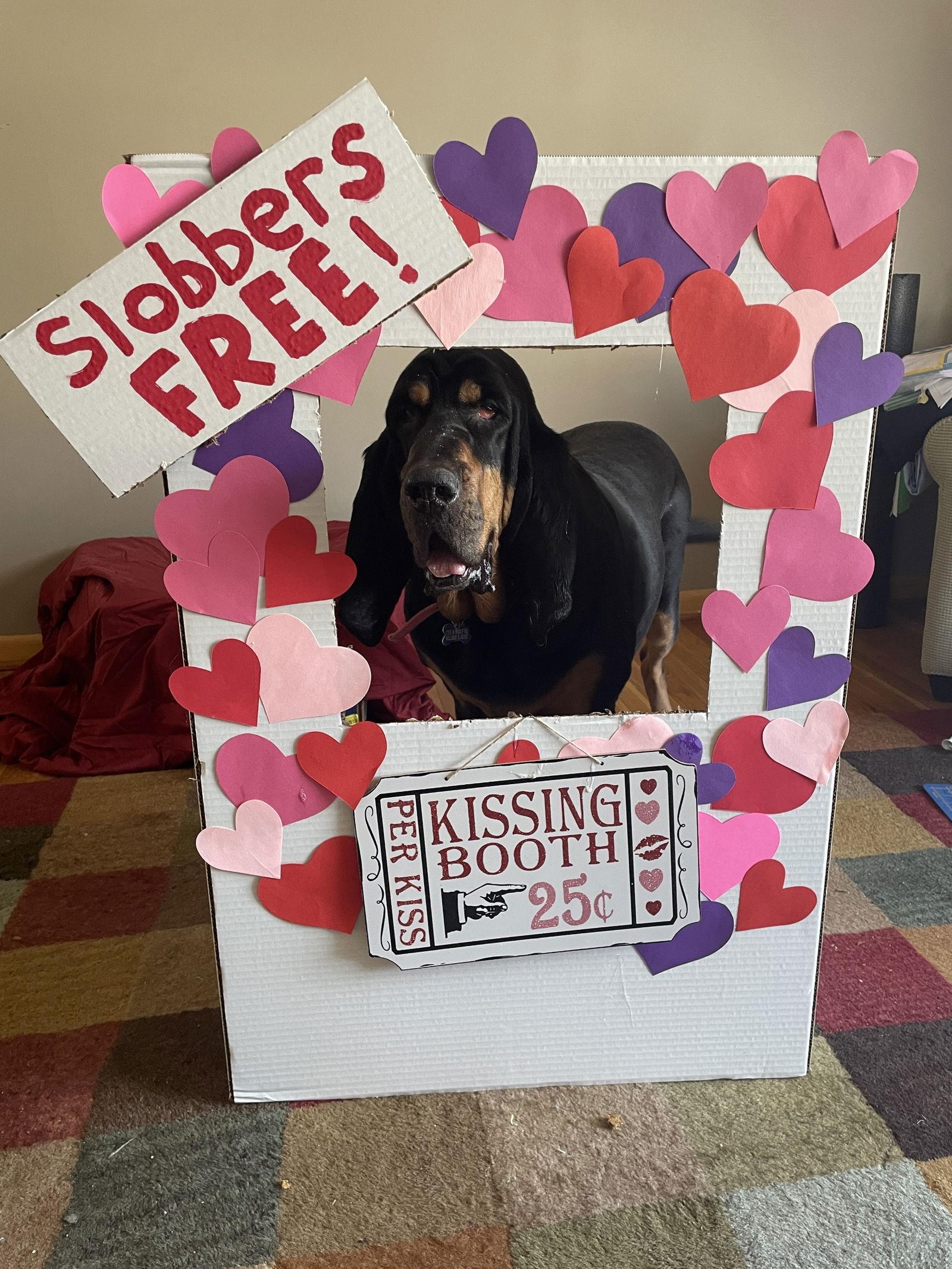 Enlarge Mazy May, a Adoptable Bloodhound in Hillside, IL image 3/3