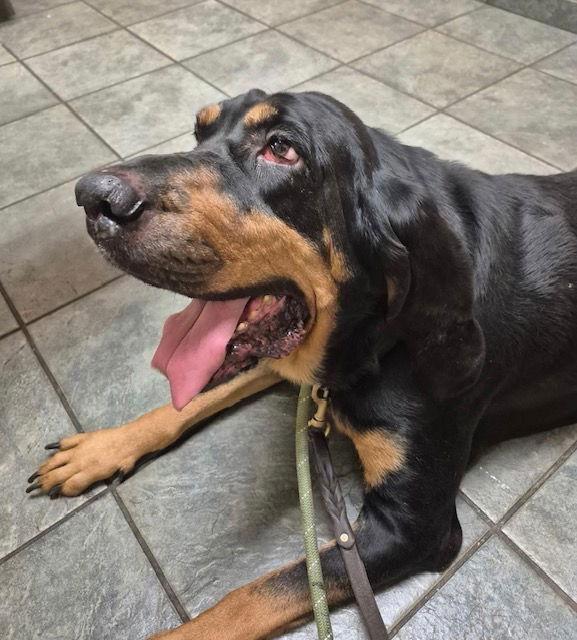 Enlarge Mazy May, a Adoptable Bloodhound in Hillside, IL image 2/3