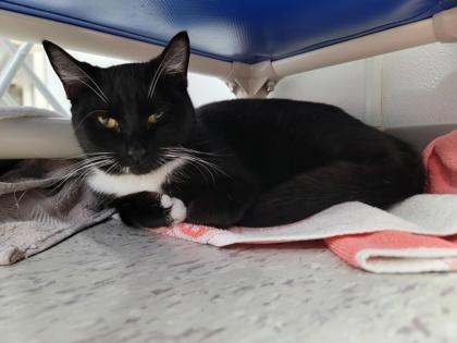 Junior, Adoptable, Adult Male Domestic Short Hair & Domestic Short Hair.