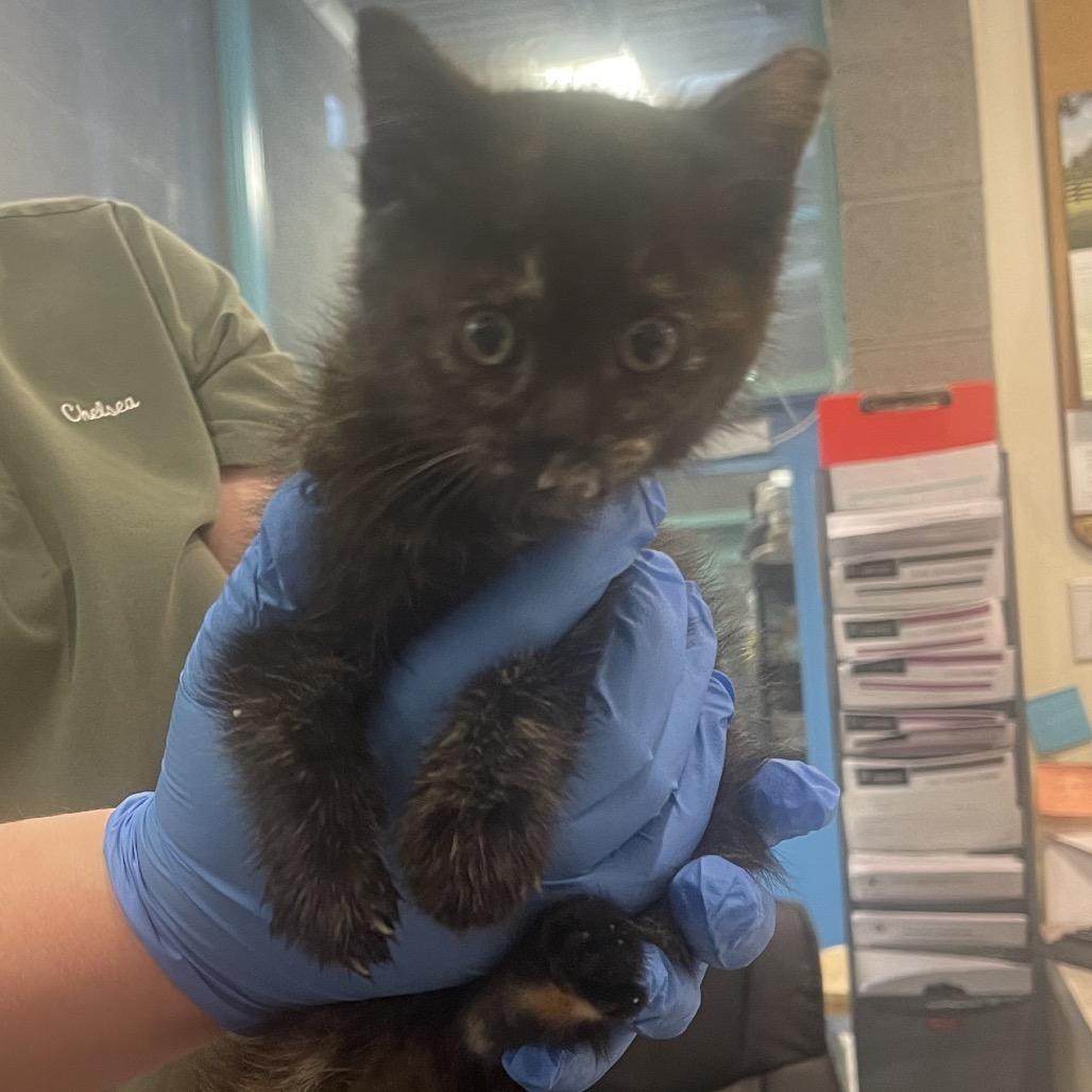 Victory, Adoptable, Kitten Female Domestic Short Hair.