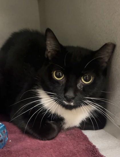 Sweet Pea, Adoptable, Adult Female Domestic Short Hair & Domestic Short Hair.