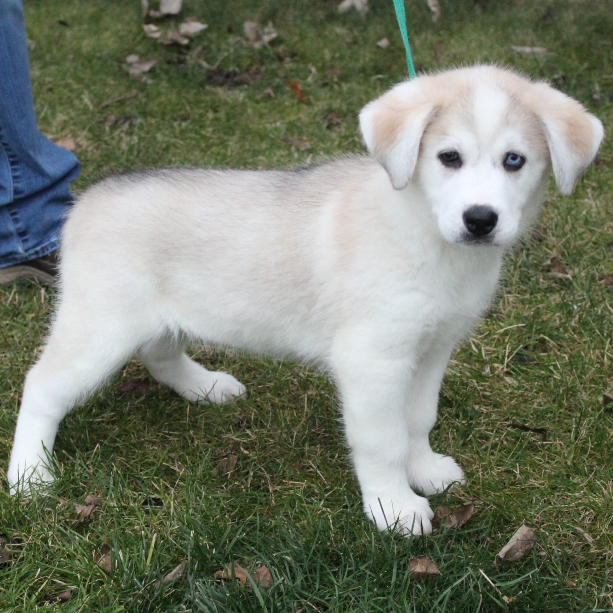 Enlarge Slurpee, an adopted mixed breed in Eaton, OH image 4/6