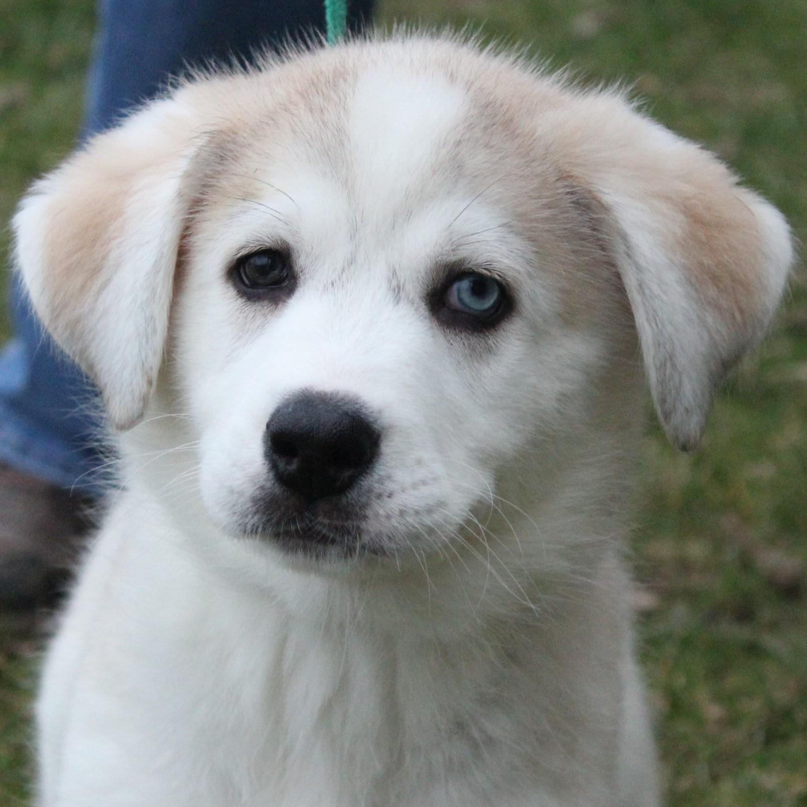 Slurpee, adopted, Puppy Female Husky & Great Pyrenees.