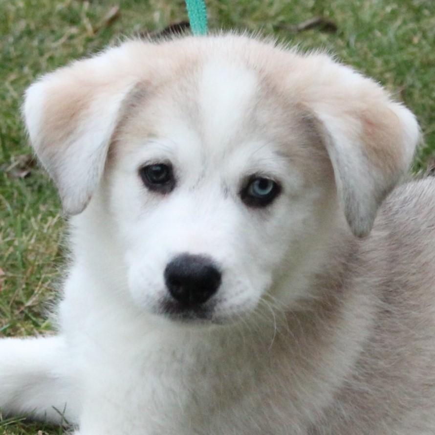 Enlarge Slurpee, an adopted mixed breed in Eaton, OH image 3/6