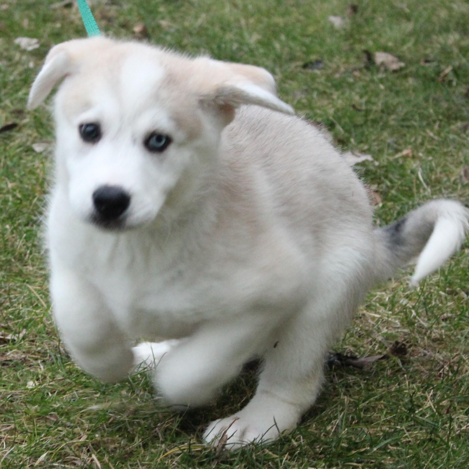 Enlarge Slurpee, an adopted mixed breed in Eaton, OH image 2/6