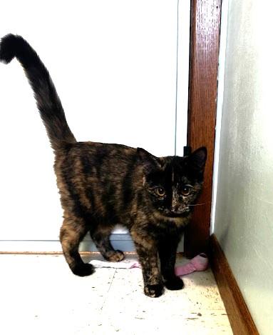 Layla, Adoptable, Young Female Domestic Short Hair.