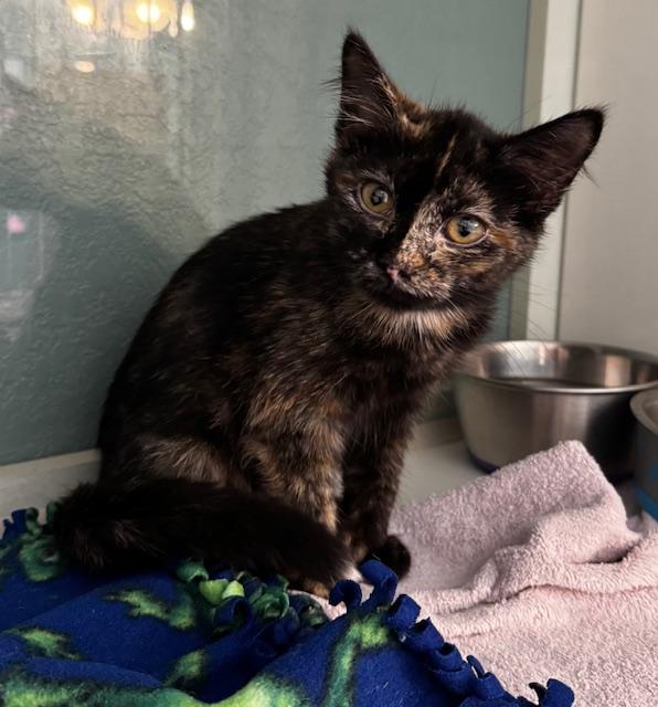 Layla, an adopted Domestic Short Hair in Hutchinson, MN image 2/2