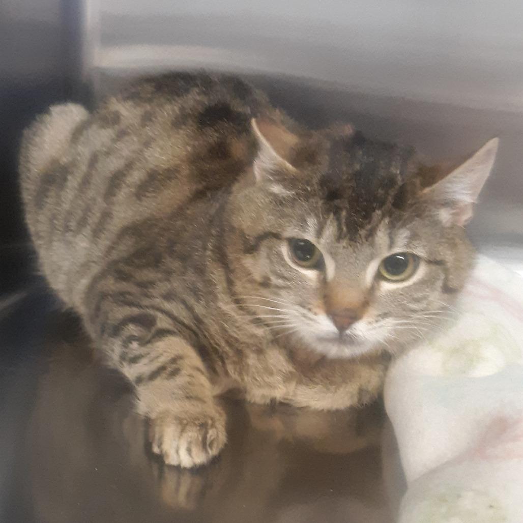 Enlarge Rigby, a Adoptable Domestic Short Hair in Spokane, WA image 1/1