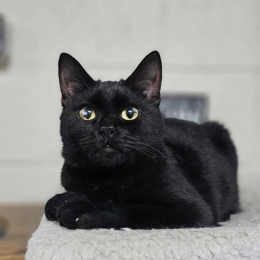 Enlarge Nito, a Adoptable Domestic Short Hair in Laredo, TX image 1/5