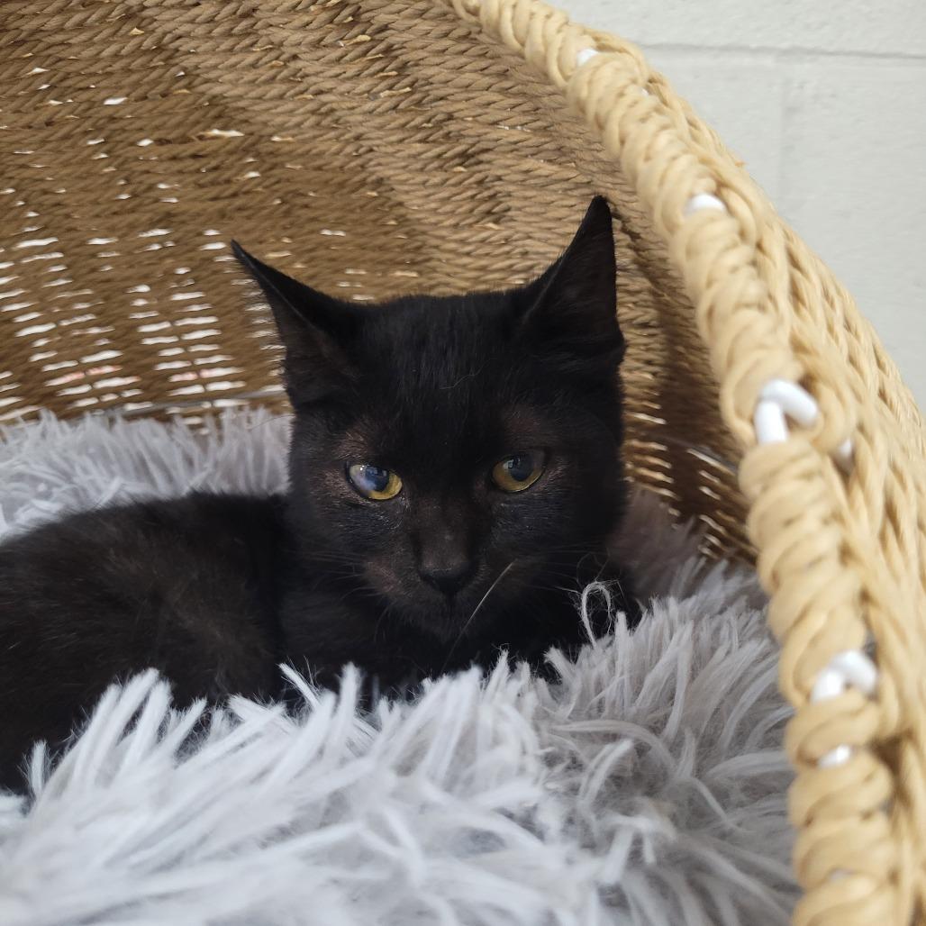 Enlarge Nito, a Adoptable Domestic Short Hair in Laredo, TX image 2/5