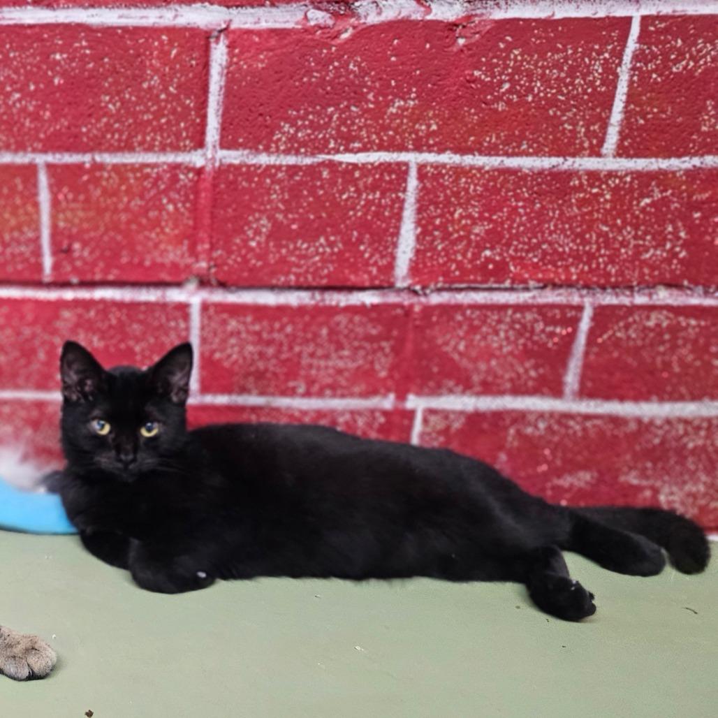 Enlarge Nito, a Adoptable Domestic Short Hair in Laredo, TX image 3/5