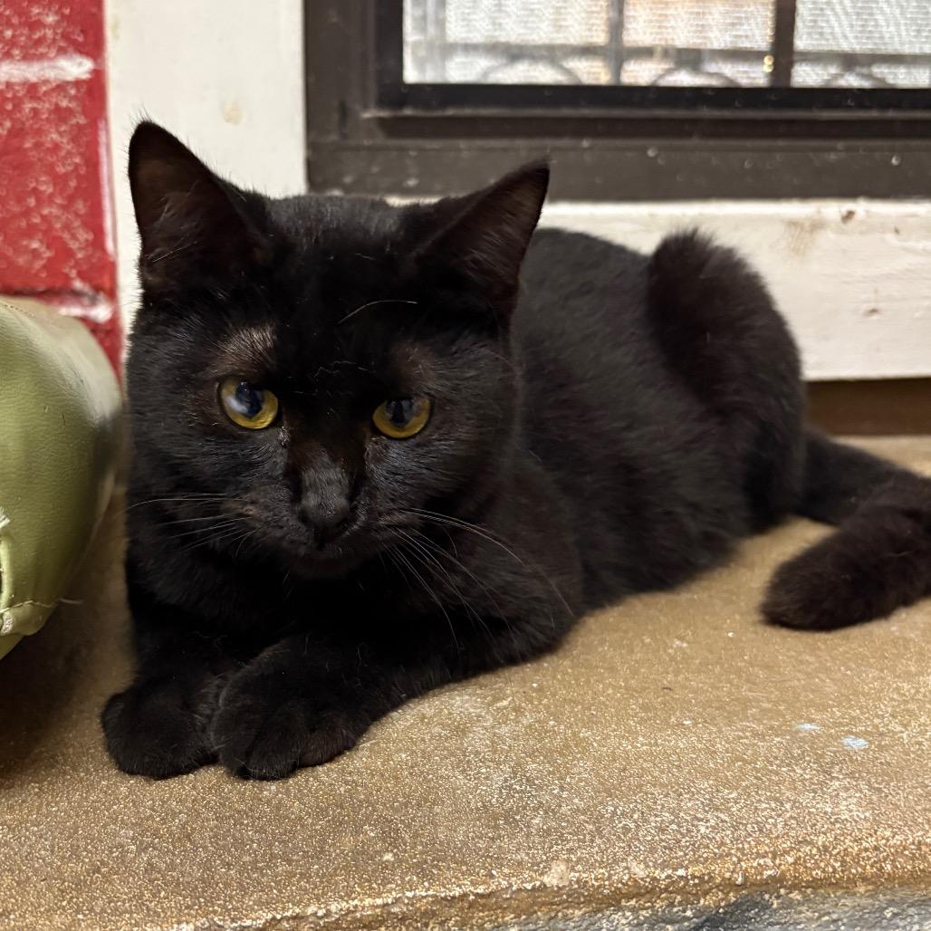 Enlarge Nito, a Adoptable Domestic Short Hair in Laredo, TX image 4/5