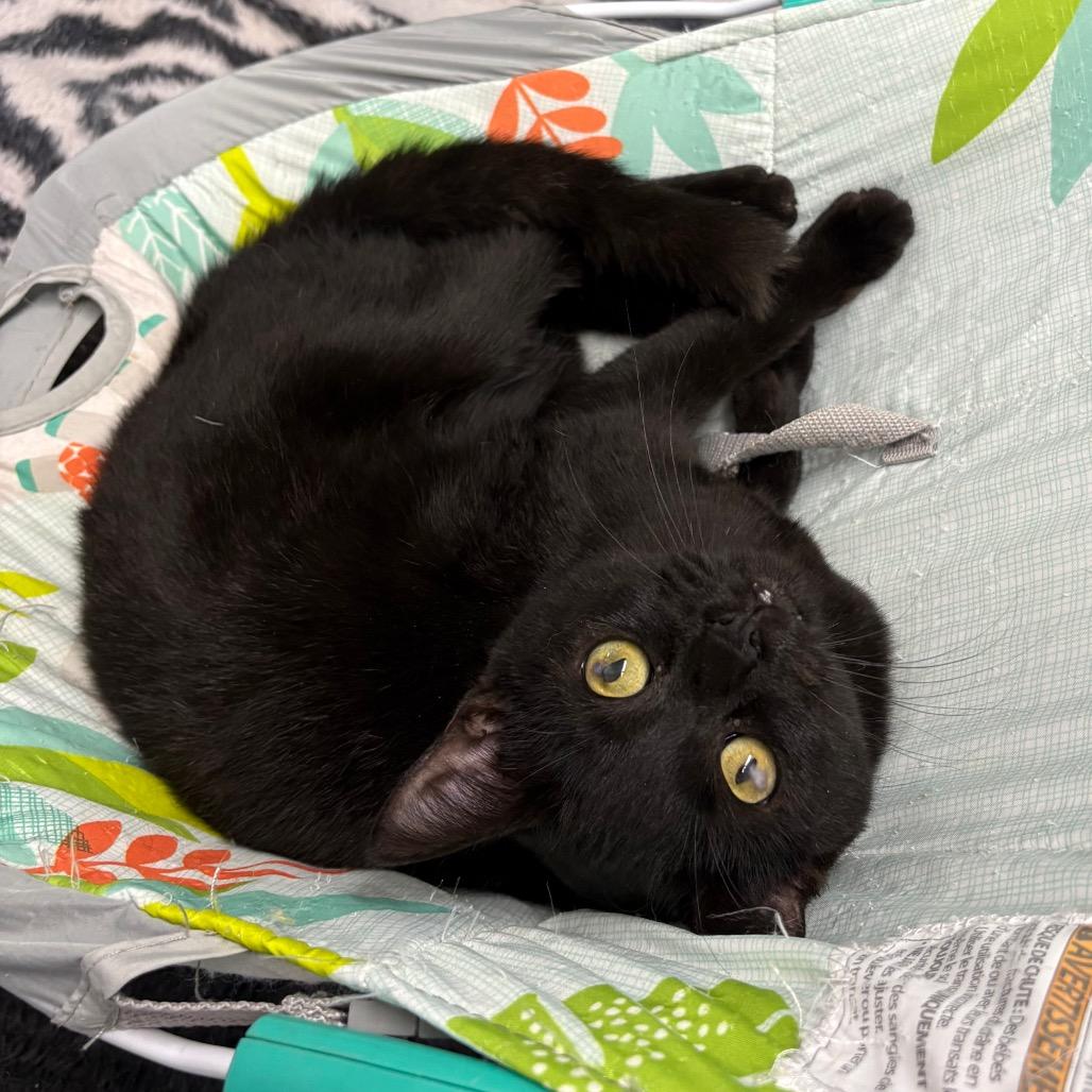 Nito, a Adoptable Domestic Short Hair in Laredo, TX image 5/6