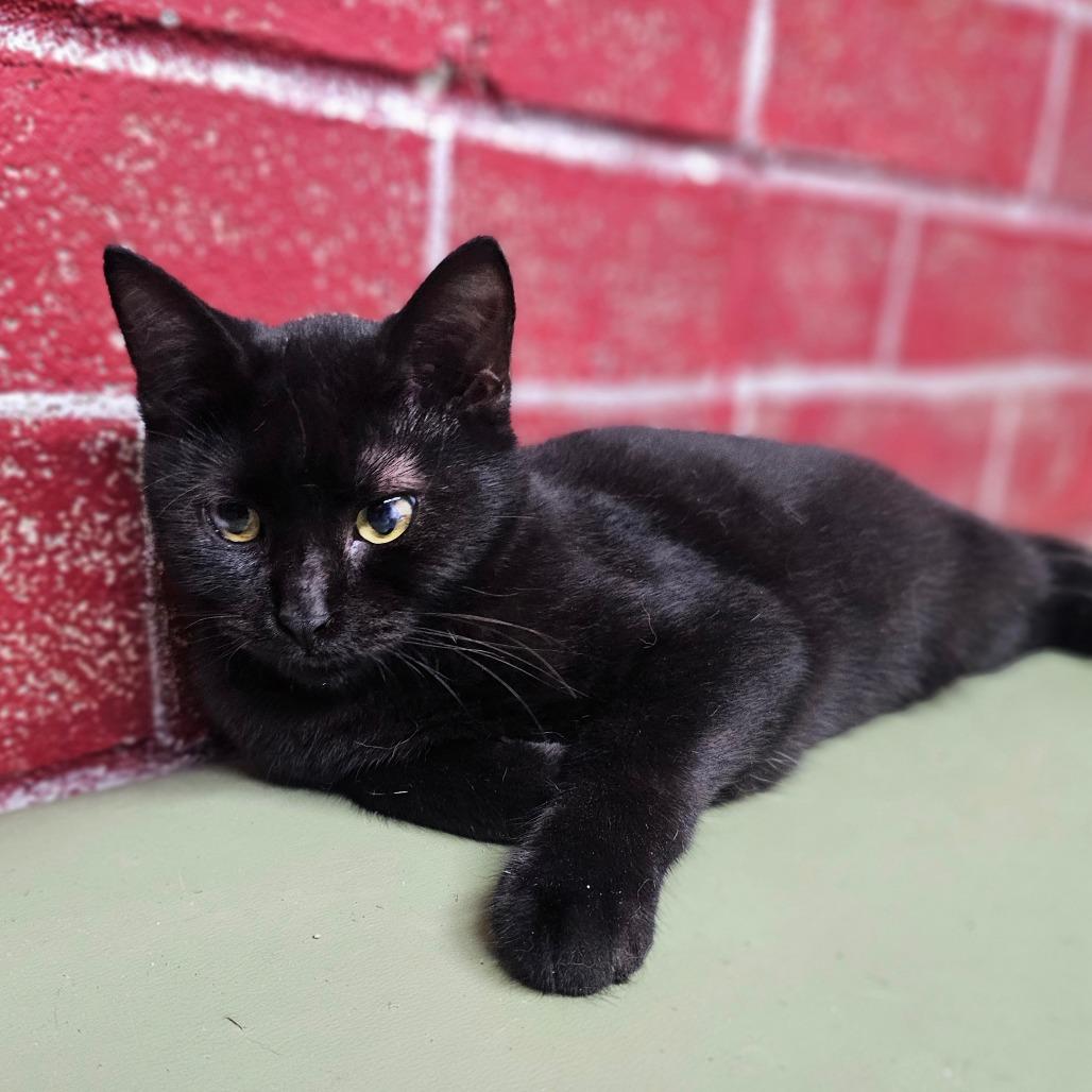 Enlarge Nito, a Adoptable Domestic Short Hair in Laredo, TX image 5/5