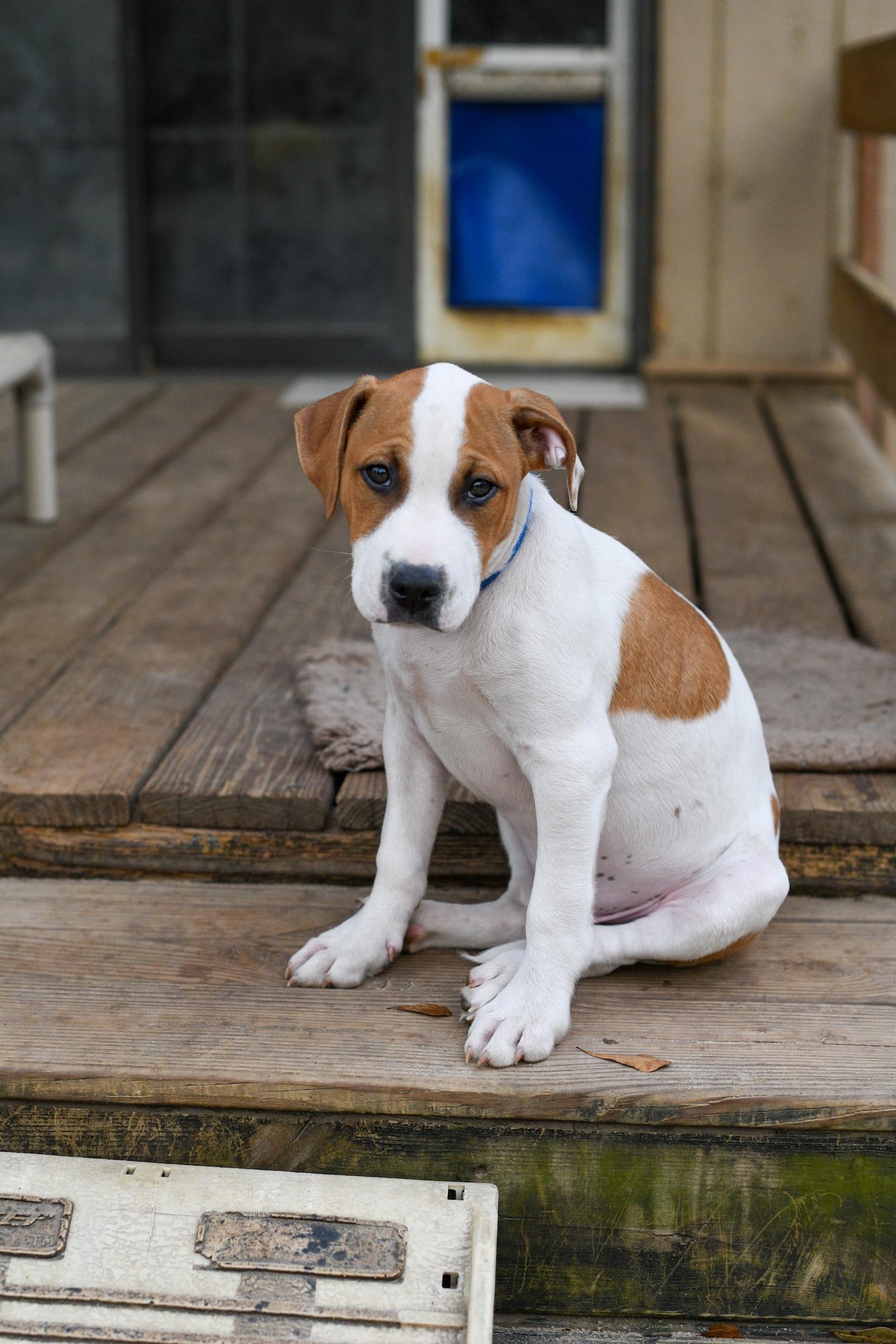 Enlarge Fred, an adopted Mixed Breed in Argyle, NY image 4/6